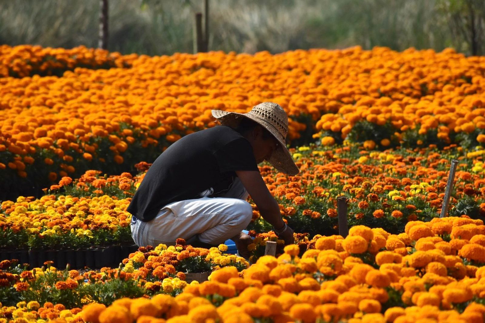 El cempasúchil nativo mexicano, amenazado por semillas híbridas importadas de China