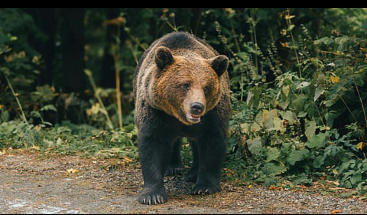 Un oso grizzly atacó a un grupo de niños y profesores