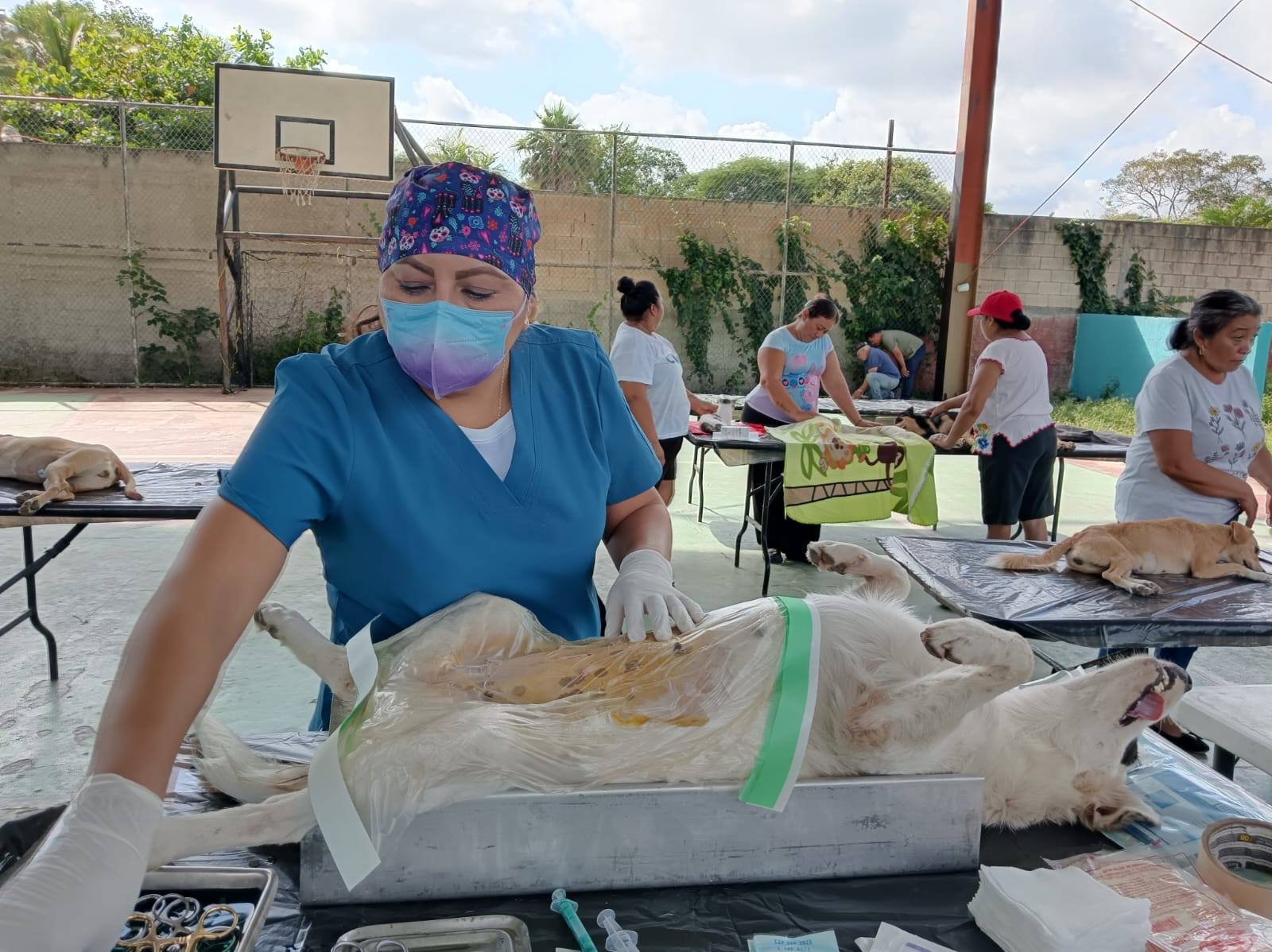 Yucatán Avanza en Control Responsable de Mascotas: 3,894 Esterilizaciones y 310,765 Vacunas en 2025