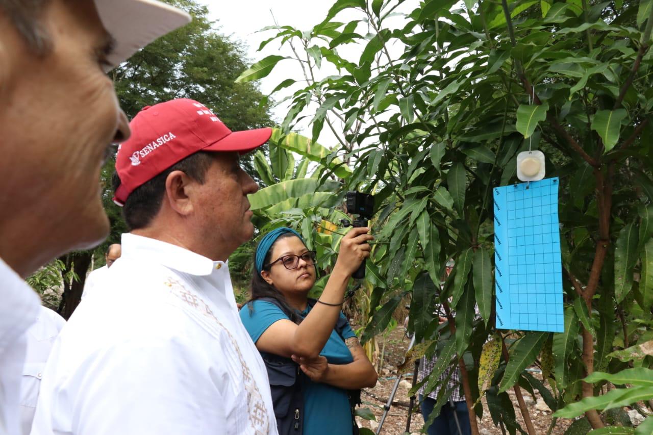 Trampas contra la mosca del gusano barrenador: Plan piloto en Cacalchén