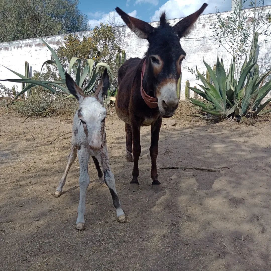 Nace nuevo pollino en Burrolandia: ¡el santuario de burros mexicanos suma 99 integrantes!