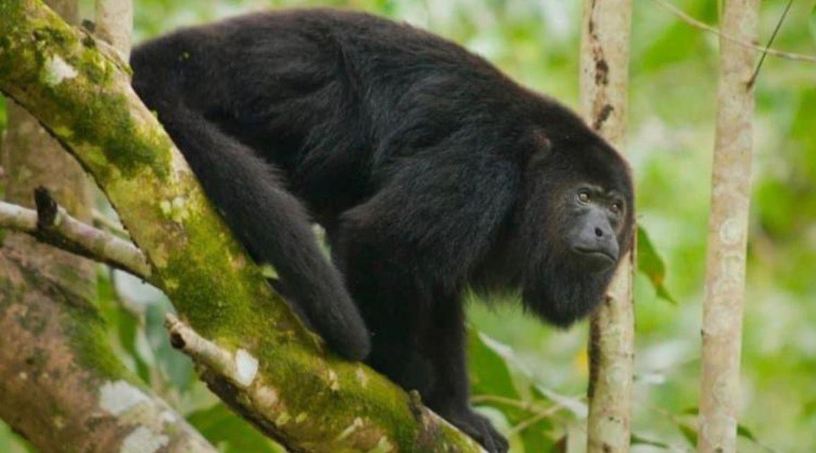 Alarma en Chiapas: fallece mono saraguato por gusano barrenador