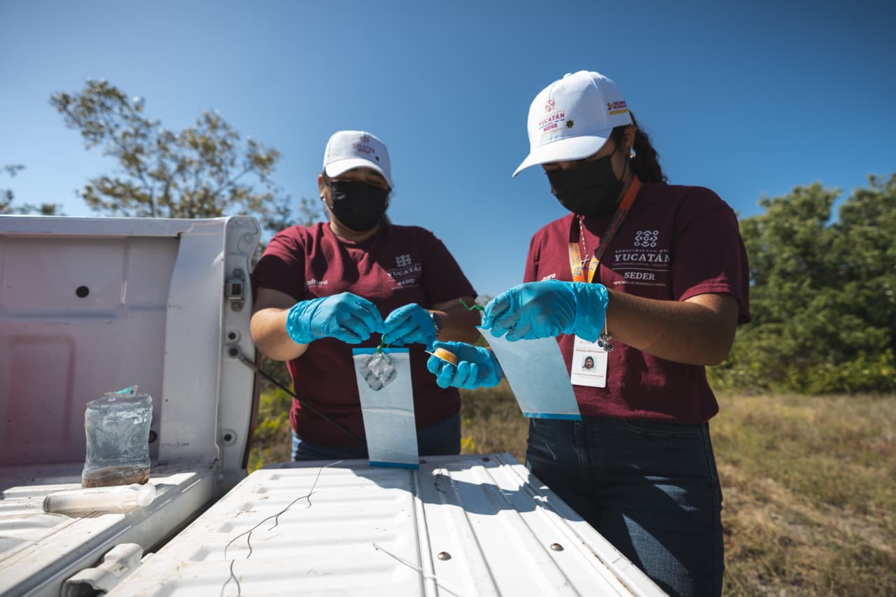Yucatán avanza en sanidad animal con vigilancia constante