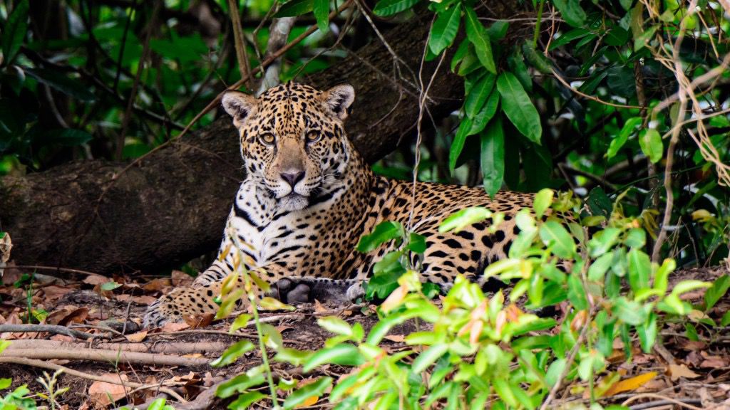 El jaguar en México: Alerta por pérdida de más del 50% de su territorio histórico