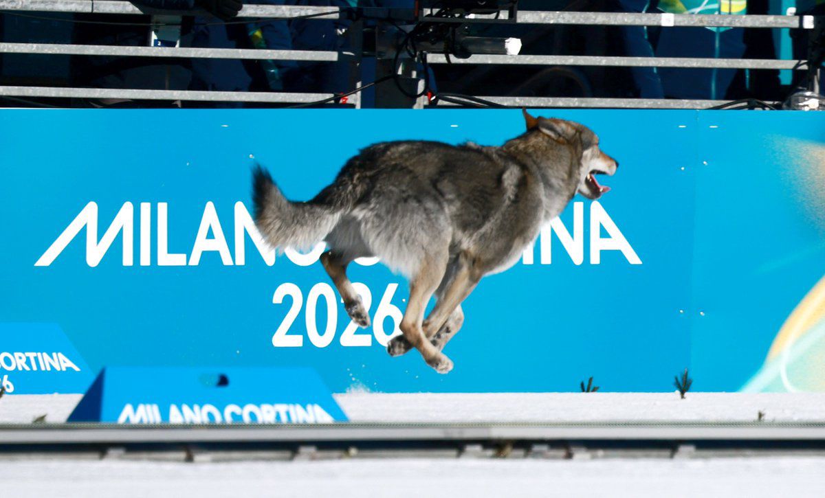 Perro Lobo Roba el Show en los JJ.OO. de Invierno Milán-Cortina 2026