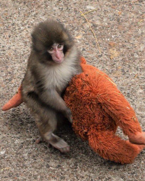 Punch, el bebé macaco que conquistó internet con su peluche inseparable