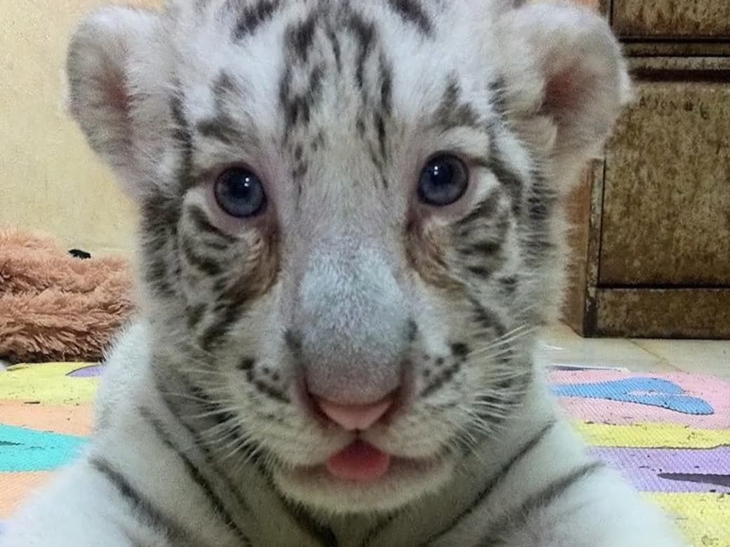 En Mérida avanzamos en conservación de fauna con ciencia y corazón: Cecilia Patrón