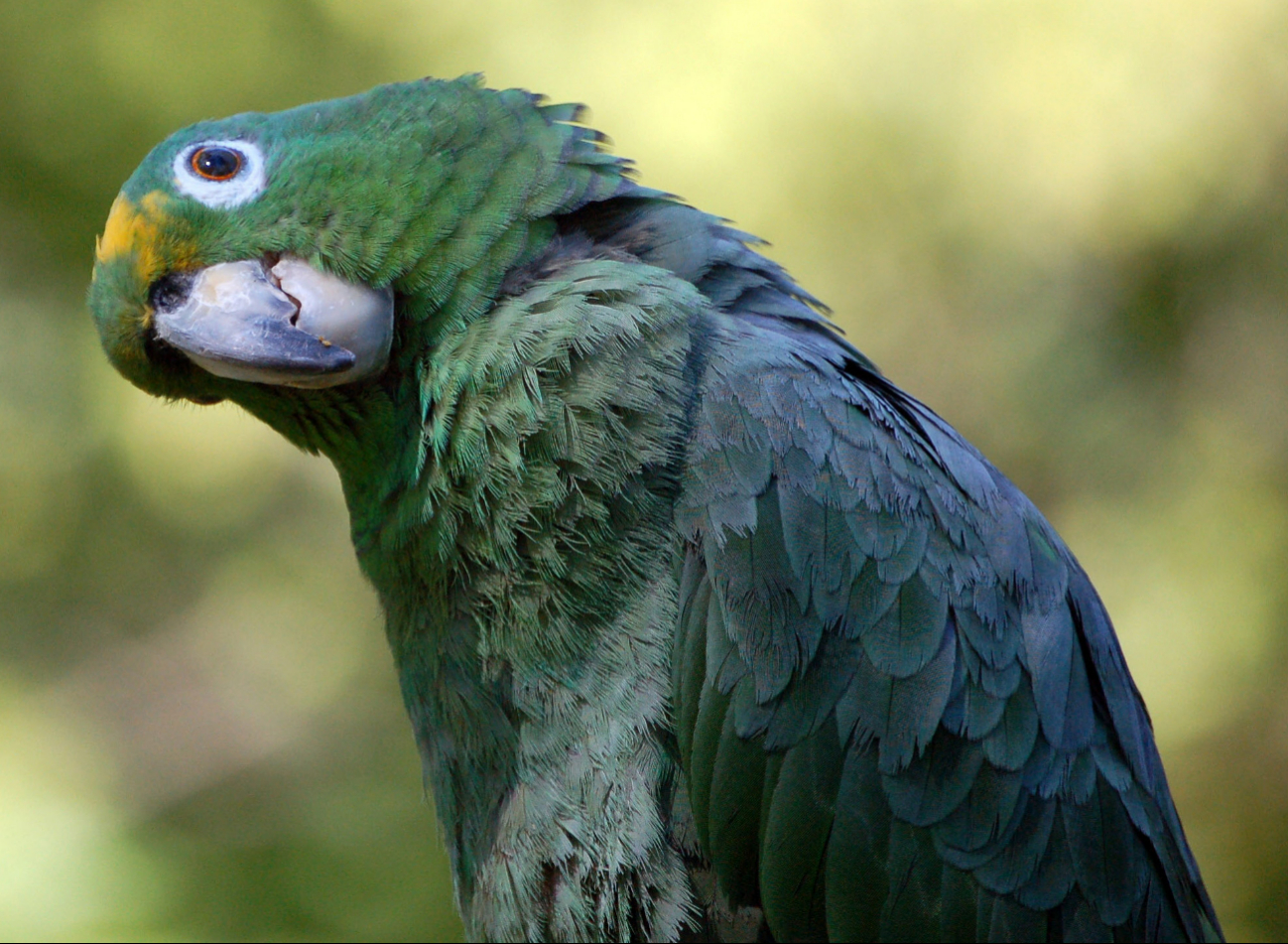 Detectan 9 especies de loros en Mérida