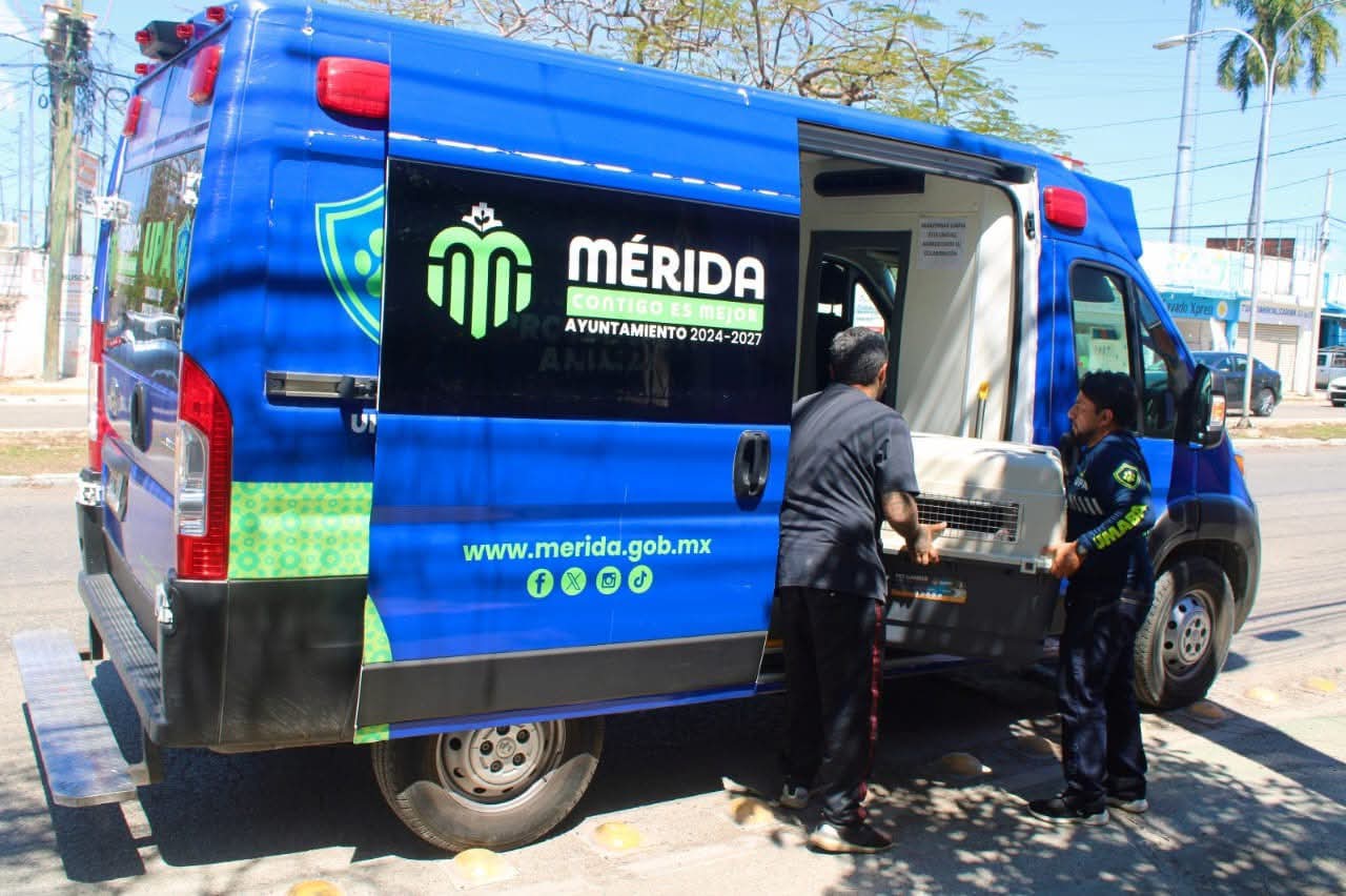 Emergencia en Bojórquez: Rescatan animales famélicos y maltratados en Mérida