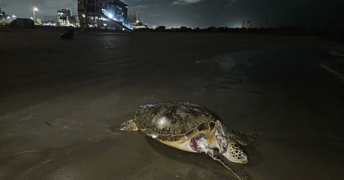 Usuarios exigen acciones urgentes por deceso de animales marinos en derrame de Veracruz