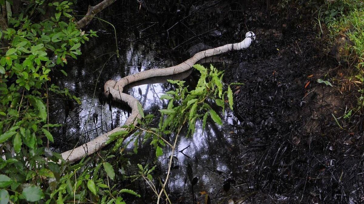 Cordones oleofílicos y barreras marinas contienen derrame de crudo en Veracruz y Tabasco