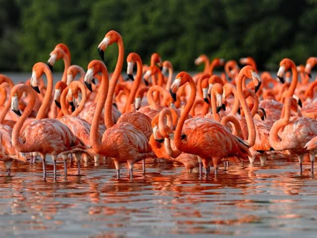 Influencer de Yucatán causa polémica al ahuyentar flamencos con música en humedales de Sisal