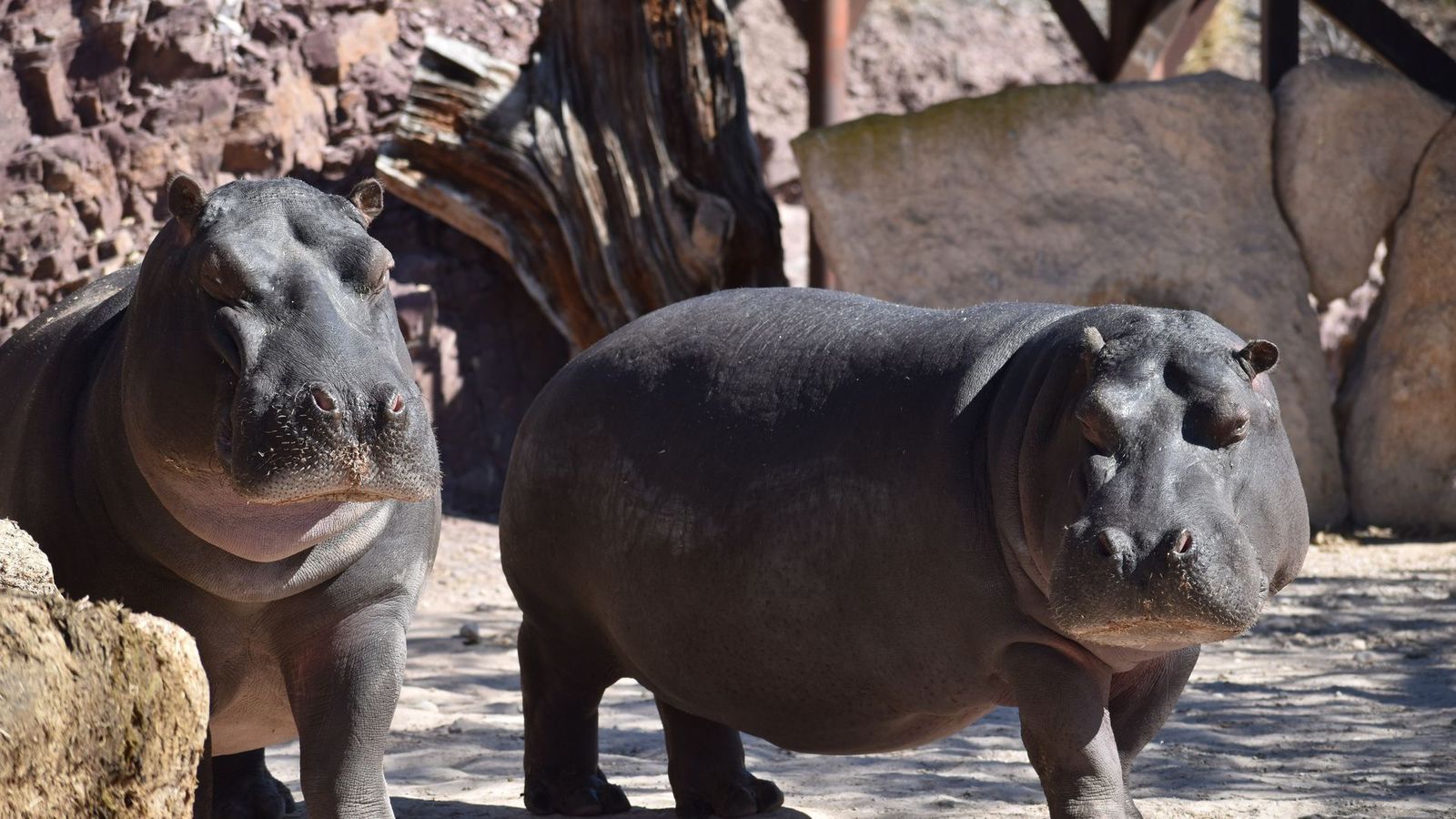 Multimillonario indio ofrece rescatar hipopótamos de Pablo Escobar de la eutanasia en Colombia