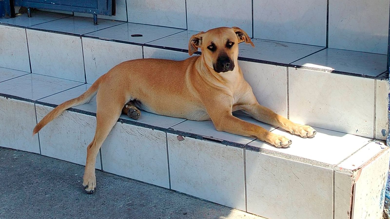 El perro caramelo ya es una raza mexicana oficial según la PROPAEM