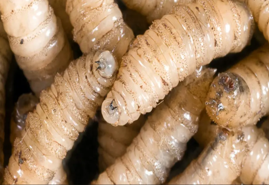 Un adulto mayor muere en Oaxaca por miasis ocasionada por gusano barrenador