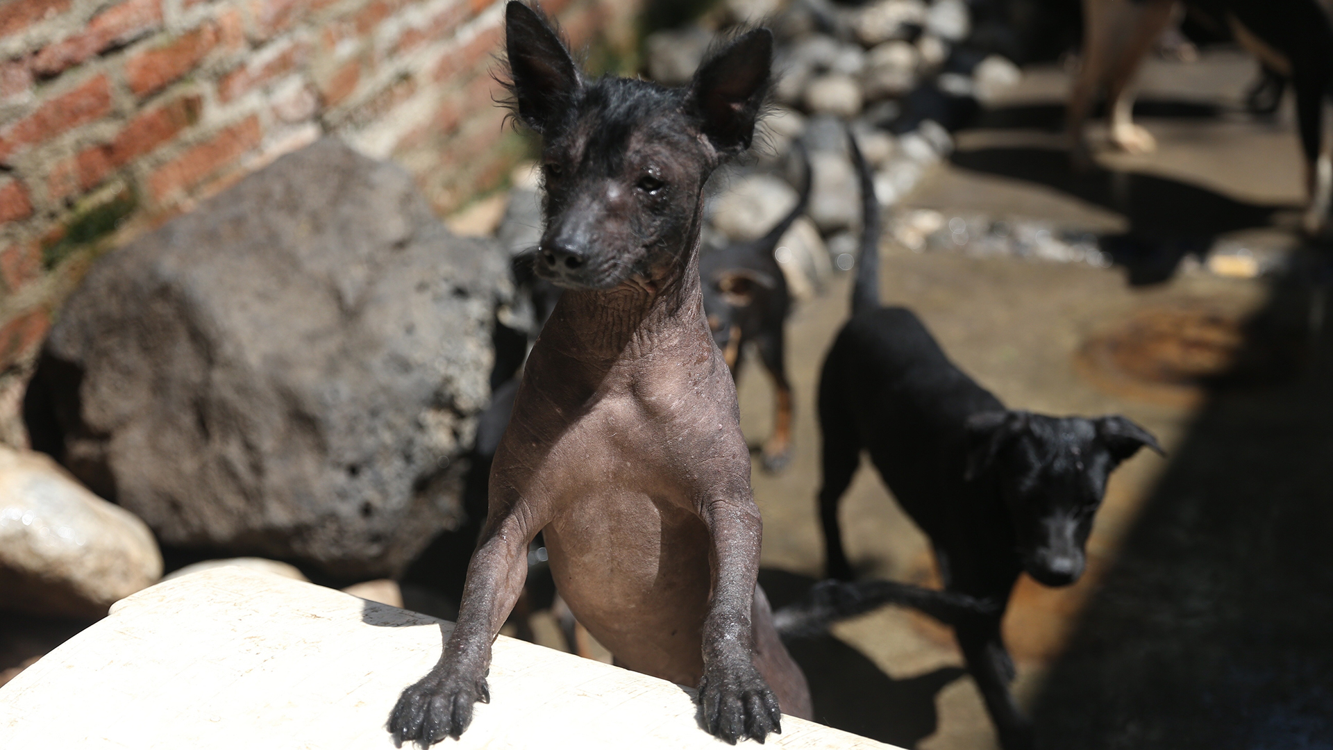 Pasa al Senado la propuesta para crear el Día Nacional del Xoloitzcuintle