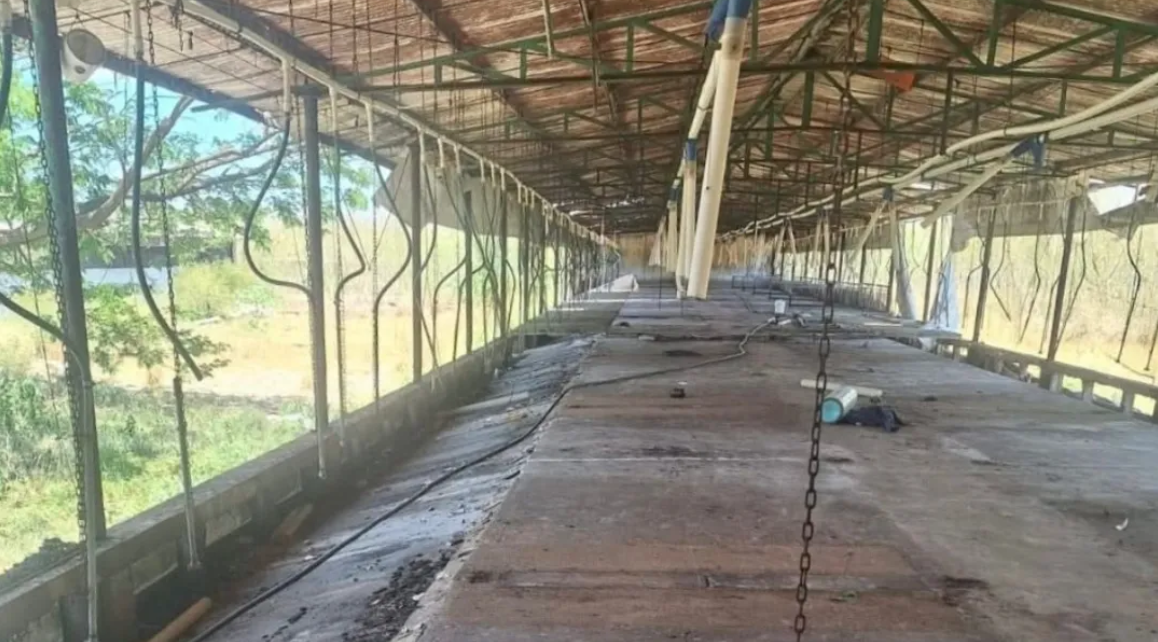 Retiran todos los cerdos de granja porcícola en Santa María Chí, Mérida: avance contra problemática ambiental