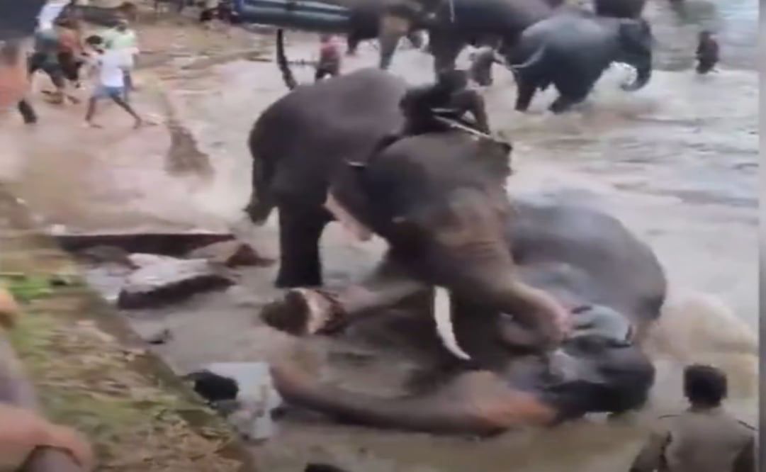 Turista fallece aplastada por elefante en campamento de Dubare, India: pelea entre dos animales causa tragedia