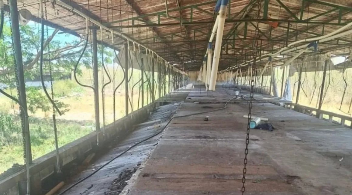 Retiran todos los cerdos de granja porcícola en Santa María Chí, Mérida: avance contra problemática ambiental