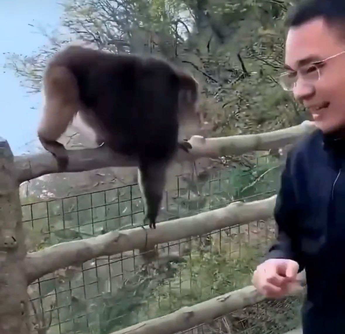 Turista vetado por empujar macaco tibetano en China