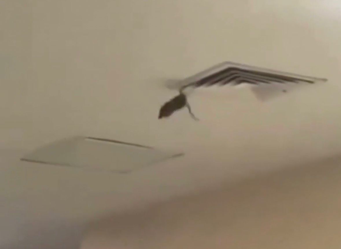 ¡»Cuidado con la rata»! Insectos y roedores reavivan cuestionamientos sobre higiene en hospitales del IMSS en Sonora