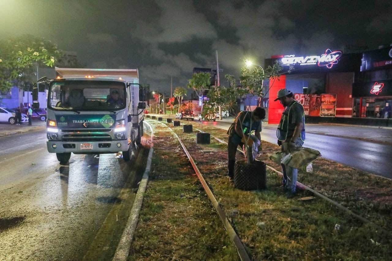 Reubicación de árboles en Circuito Colonias; unirán el primer bosque urbano de Mérida